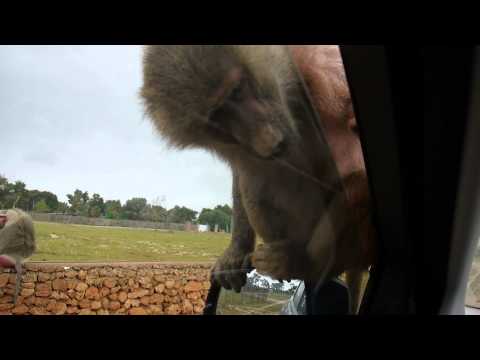 Video: Skirtumas Tarp Lemūrų Ir Beždžionių