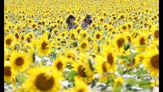 約２００万本のヒマワリが見頃=北海道北竜町