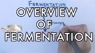 Overview of Fermentation | Lactic Acid & Alcoholic Fermentation