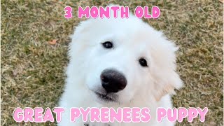 3 Month Old Great Pyrenees Puppy