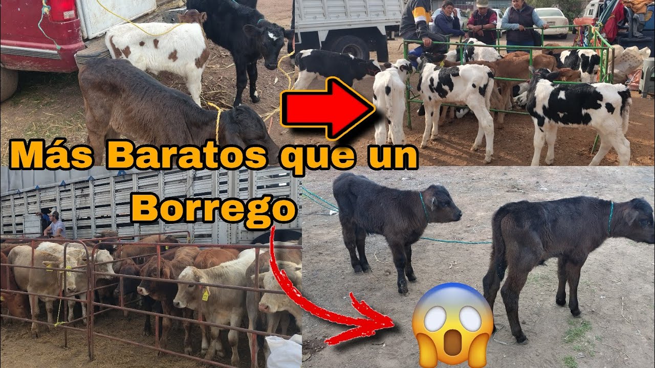 ASI  es JILOTEPEC EDOMEX y  su  plaza ganadera