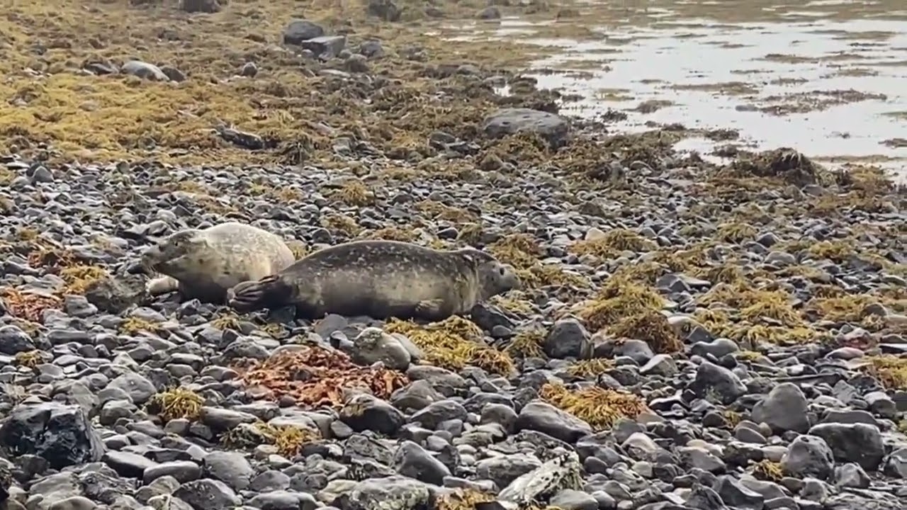 ZigZagCoral and Sea Aster Release - Seal Rescue Ireland