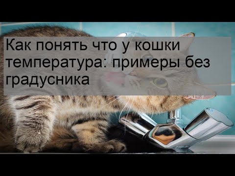 Видео: Почему кошки спят на вашей шее и лице?