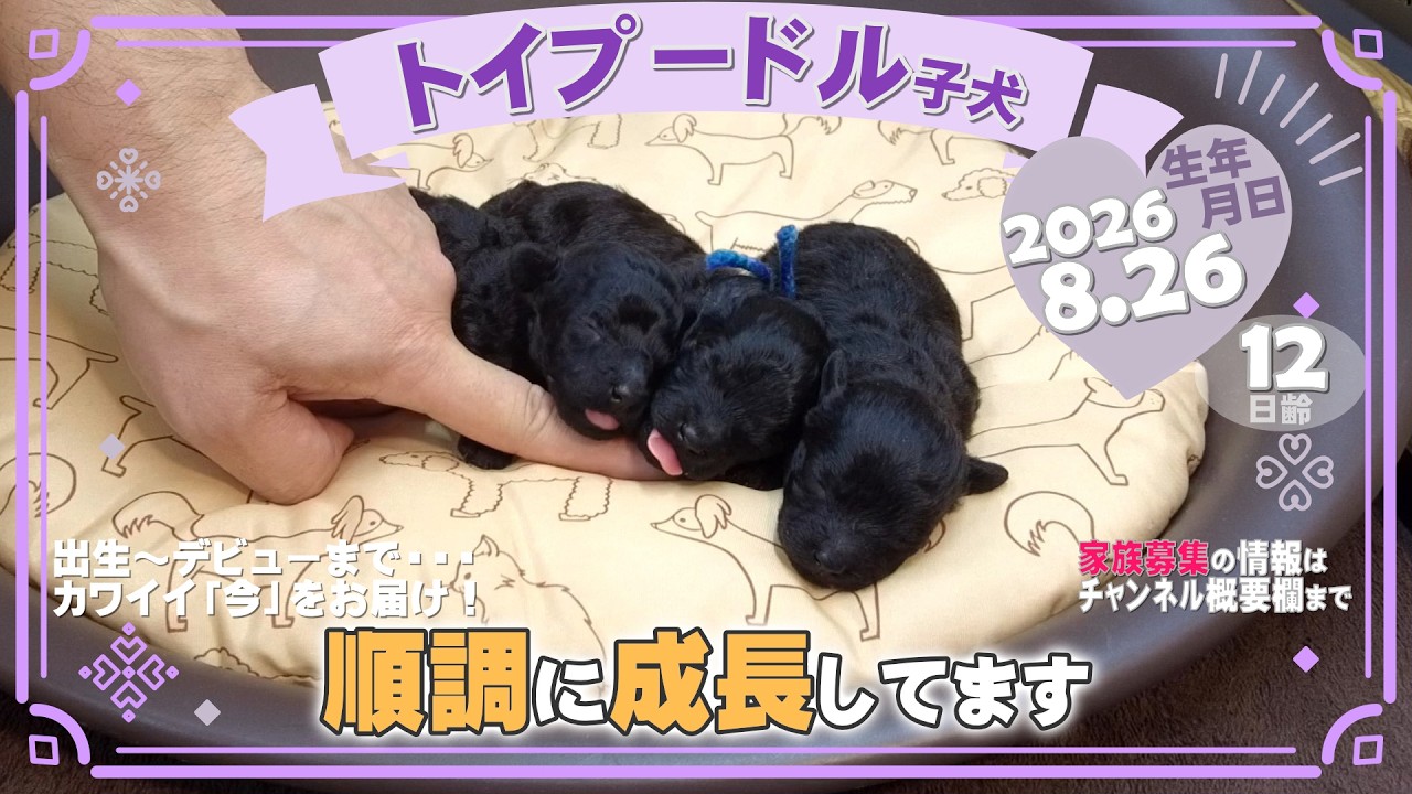 成長報告】トイプードル 3頭 ＜2026年9月9日生まれ・13日齢＞ – DOLLz