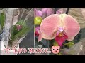 #Орхидея из  Новиночек прямиком отправилась к реанимашкам😟