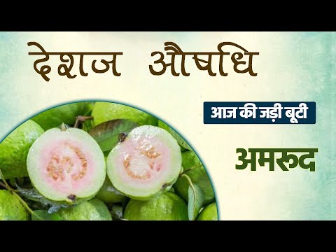 वीडियो: बढ़ती एंजेलिका - हर्ब गार्डन में एंजेलिका की देखभाल के लिए टिप्स