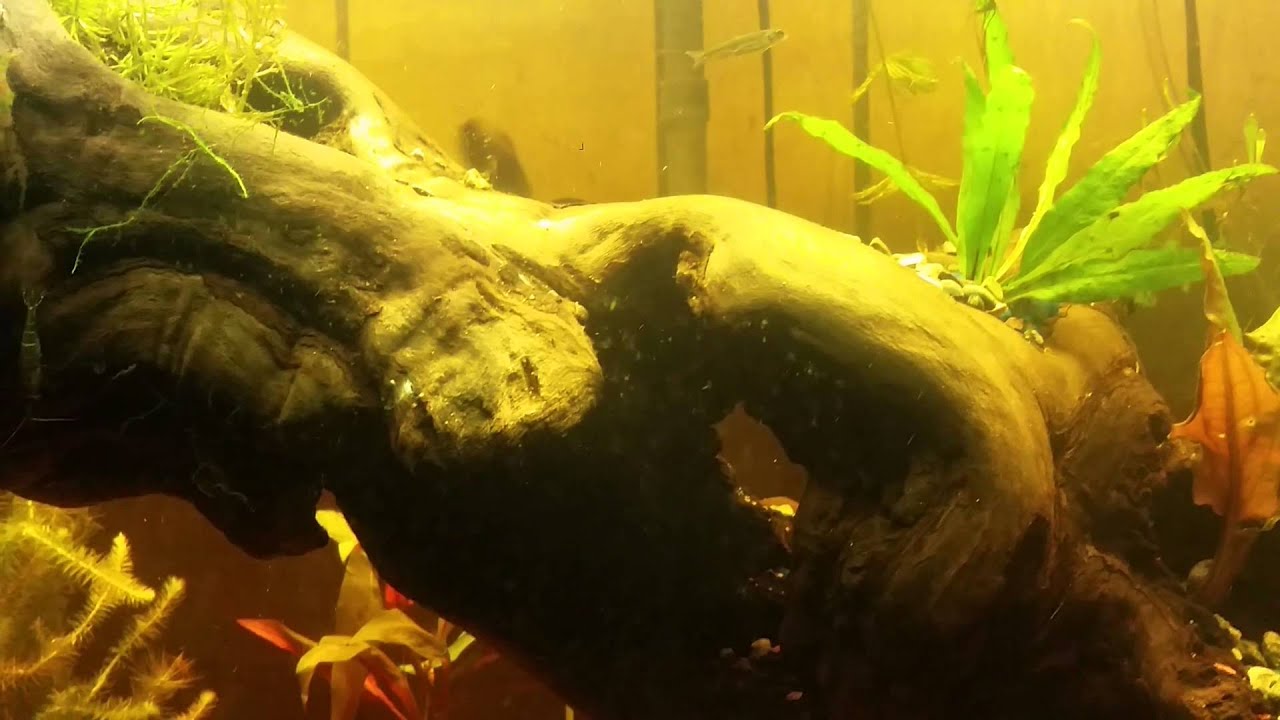 video to gif MZ's banded shark
