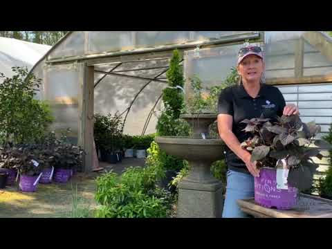 Eclipse Hydrangea- The FIRST Dark Leaved Hydrangea!