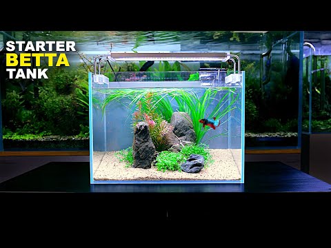 AQUARIUM NANO POUR FILLE [AQUASCAPING & BETTA SPLENDENS] Aquariophilie by  Aqua zen 