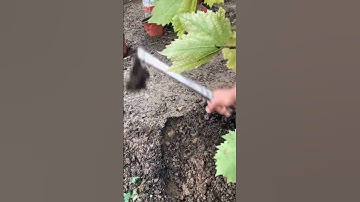 easy way to get grapevine tree  #satisfying #pruning #seeding #shortvideo