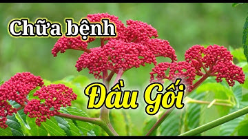 Cây Gối hạc chữa bệnh gì tốt nhất - Công dụng và cách dùng cây gối Hạc...