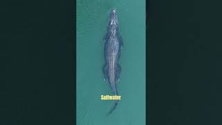 5 Most Aggressive Animal Species in the Wild #animals #most #top #trending #aifacts #ai #wildlife