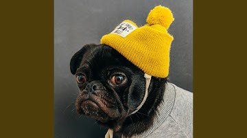 Remarkable Ambience for Calming Your Dog