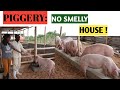 How To Make No-Smell PIG HOUSE! Backyard Piggery, Very Clean Method// NO FLIES AND NO SMELL!