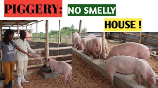 How To Make No-Smell PIG HOUSE! Backyard Piggery, Very Clean Method// NO FLIES AND NO SMELL! screenshot 4
