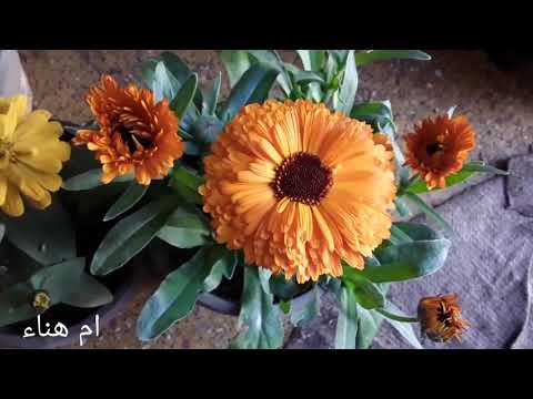 فيديو: ملفوف الزينة في أسرة الزهور