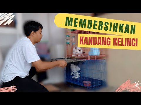 Video: 3 Cara Membersihkan Kandang Kelinci