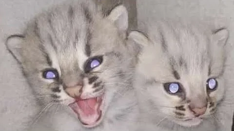 Watch the video about The white asian leopard cat pure breed