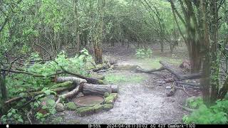 Roe Deer with white bottom  in Cambs UK 28 April 2024 1230pm Trail Camera by Aviation Videos & Wildlife FULL HD 4 views 3 days ago 31 seconds