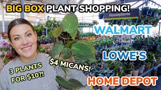 $4 Philodendron MICANS at HOME DEPOT?! Big Box Plant Shopping & Plant Haul  Charlotte, NC