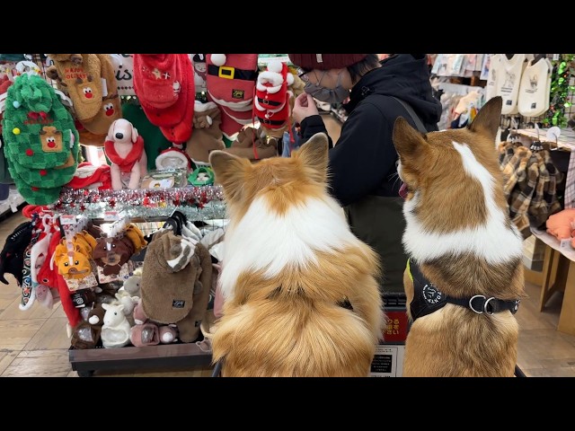 愛犬を連れて「冬用の犬服」を買いに行った結果… - YouTube