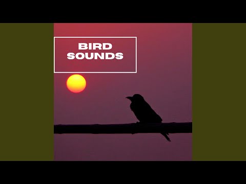 Morning Birds Sounds Morning Birds Sounds