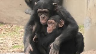 We must prepare for snow storm! by Ibuki and Dill 大雪に備えなくっちゃねイブキとディル　Chimpanzee  多摩動物公園