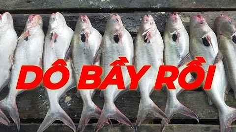 Câu Cá Vồ Đém Mùa Nước Nổi #5 || Vô Bầy Dựt Không Kịp .