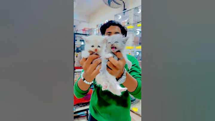 Video 7190191: persian golden white kitten, persian white color kittens