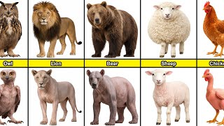 Animals Without Their Hair | Comparison