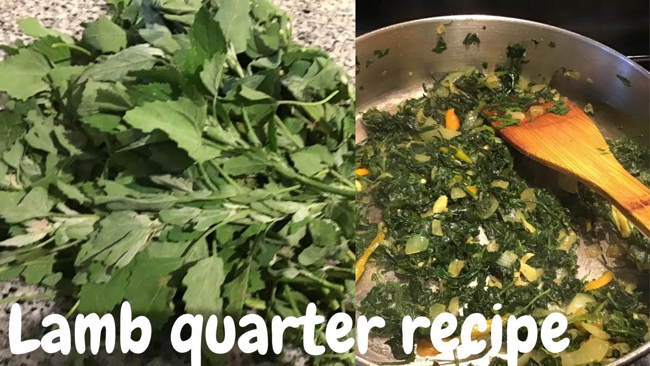 Wild spinach Lamb’s Quarters l LambsQuarter Recipes I Goosefoot spinach recipe YouTube
