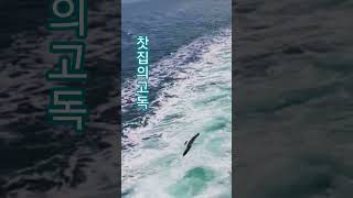 찻집의 고독-린 #힐링음악  #추억의노래 #발라드 #트로트  #바다 #조용필 #심동식tv