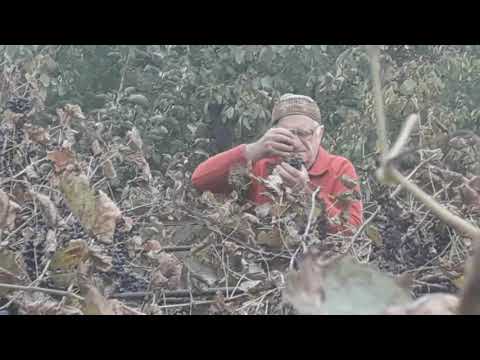 როგორ ეფერება ქართველი კაცი, ყურძნის თითოეულ მარცვალს