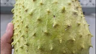 Alhamdulillah! pohon sirsak buahnya lebat dan bunga anti rontok #sirsak #buah #tips #cara #tutorial
