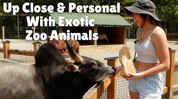 Virtual Petting Zoo Tour Exploring the Outdoor Zoo of Wild Exotic Animals