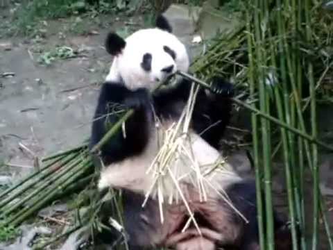 Thumb of Pandas Are Bamboo-Consuming Champions video