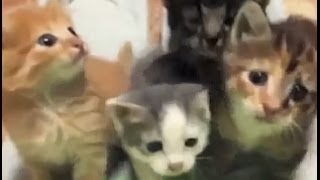 Смешные кошки, котята - 12, подборка 2013-14 Смешные кошки, котята - 12, подборка 2013-14