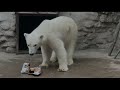 Тренинг белой медведицы Айки...Training of the polar bear Aiki... Video of the Moscow Zoo...