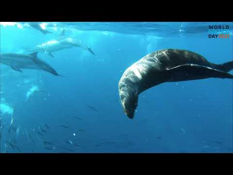 Video: Ocean življenje