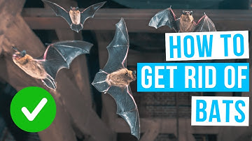 How to GET RID OF BATS in the attic