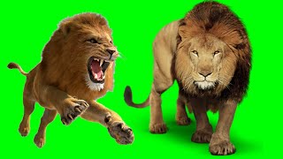 Green screen Lion Green screen Lion
