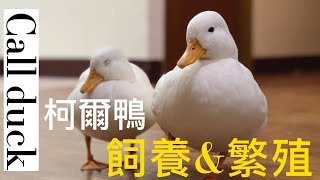 2023寵物柯爾鴨Call duck- 飼養柯爾鴨建議