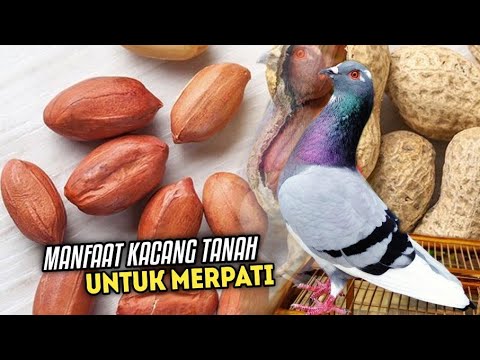 MANFAAT KACANG TANAH UNTUK MERPATI