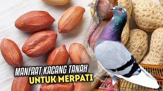 MANFAAT KACANG TANAH UNTUK MERPATI