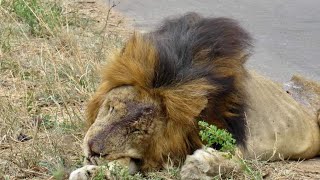 ANOTHER FATAL S26 LION ATTACK! Surely the Unknown Lion We Saw Is The One! KRUGER NATIONAL PARK!