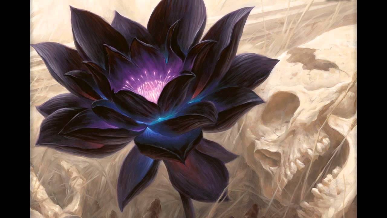Lotus flower djimboh remix Lotus flower djimboh remix