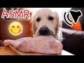 ASMR Dog Eating Giant Raw Turkey Leg
