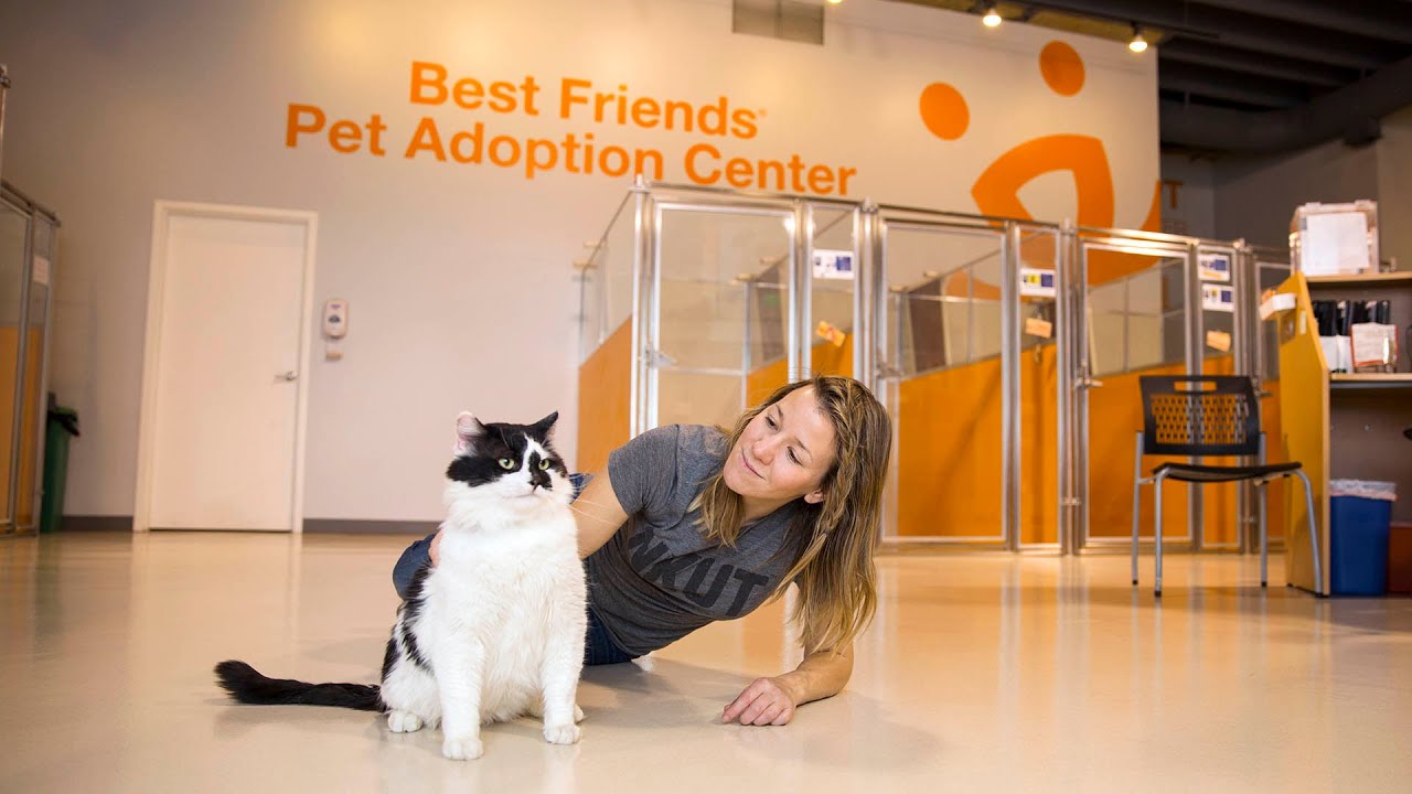 After Hours With Dogs And Cats What Goes On When The Lifesaving After Hours With Dogs And Cats What Goes On When The Lifesaving