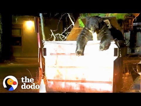 वीडियो: पेट स्कूप: डॉग पड़ोसी के बचाव में आता है, भालू खुद एटर के डम्पस्टर के साथ काम करता है