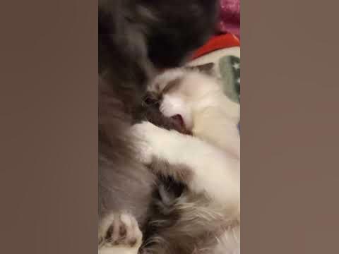 КОТ ЦЕЛУЕТ , КОТЕНОК -КУСАЕТ 😘😀. - YouTube